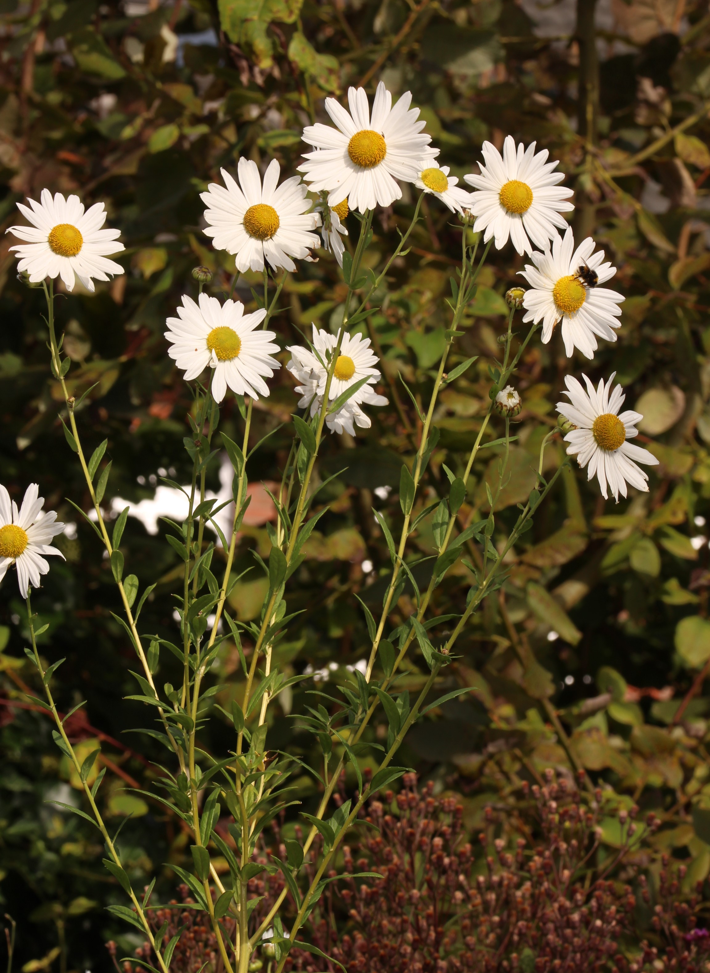 Herbstmargarite Blütenstand